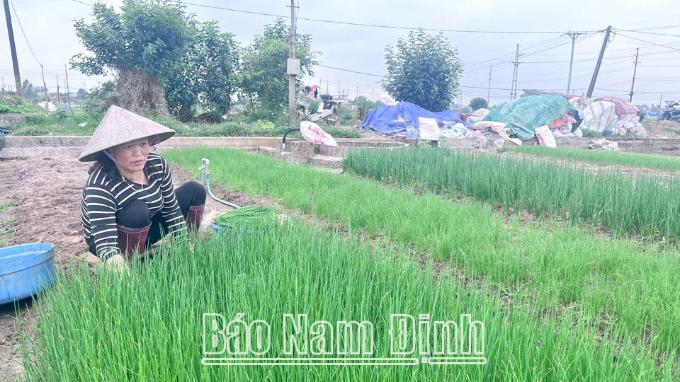 Những mô hình nông nghiệp "xanh"hiệu quả ở Vụ Bản