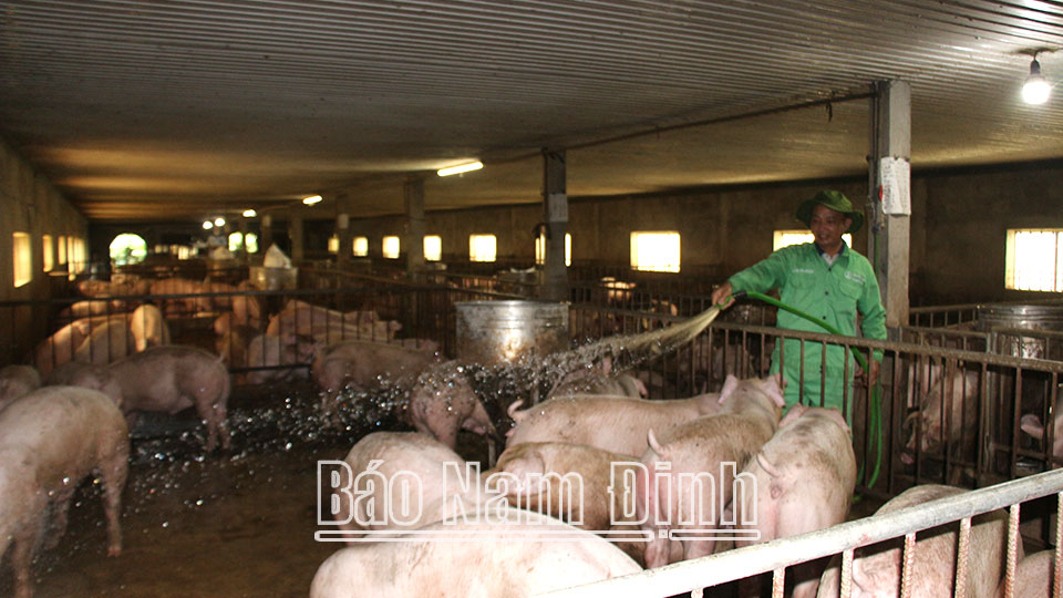 Bảo vệ an toàn đàn vật nuôitrong mùa nắng nóng