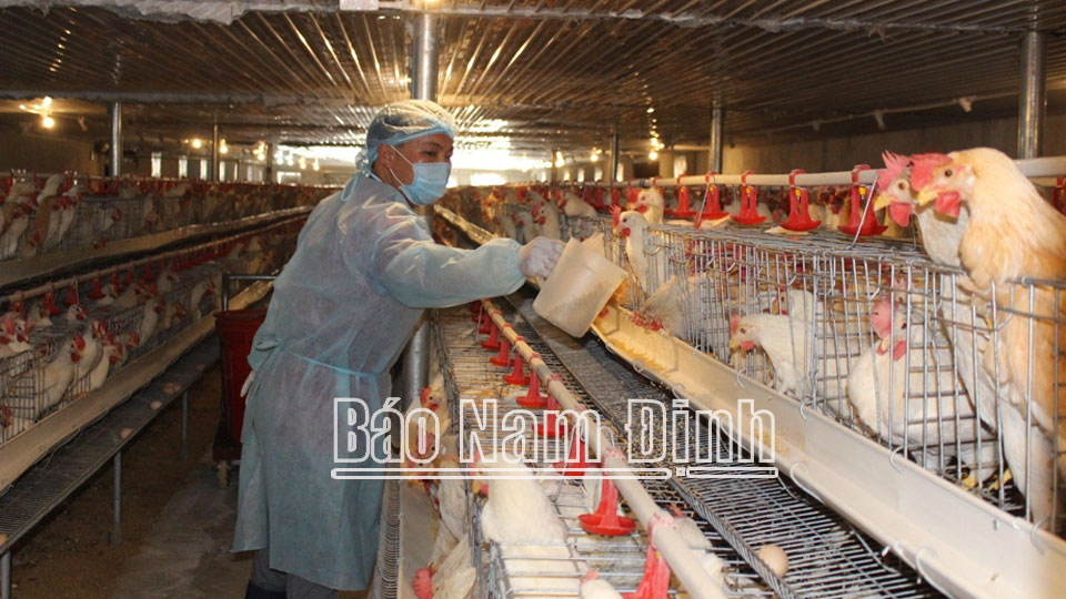 Chăn nuôi nỗ lực vượt khó