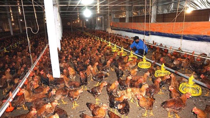 Tiếp tục tăng cường các biện pháp phòng, chống dịch bệnh gia súc, gia cầm