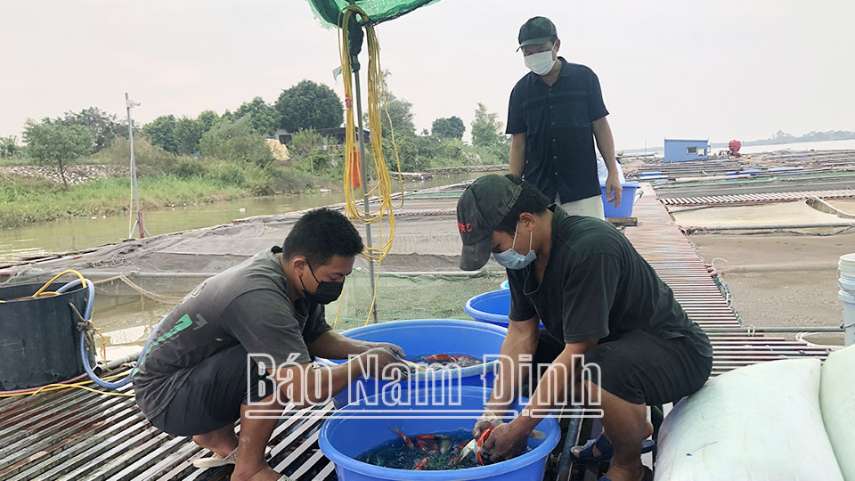 Đảm bảo an toàn nuôi cá lồngtrong mùa mưa bão