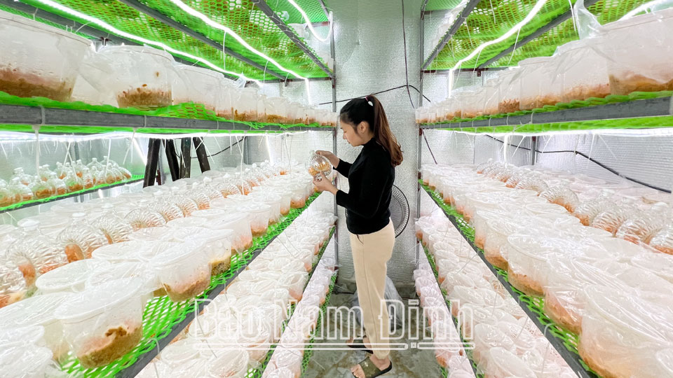 Yên Lương hướng đếnnền nông nghiệp xanh, bền vững