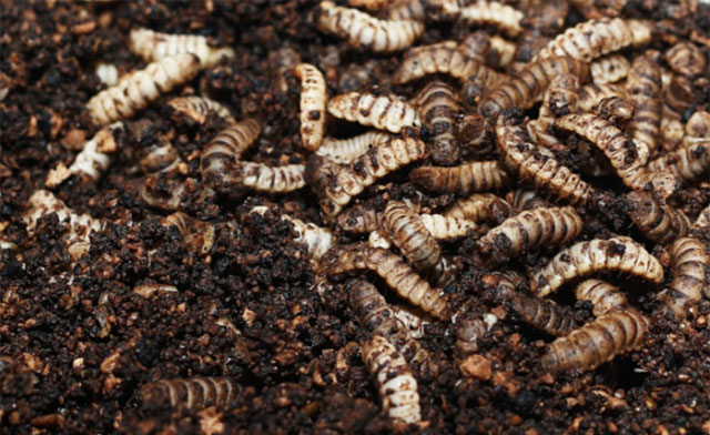 Công nghệ biến rác thành thức ăn cho ấu trùng ở Trung Quốc