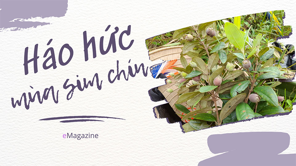 Háo hức mùa sim chín