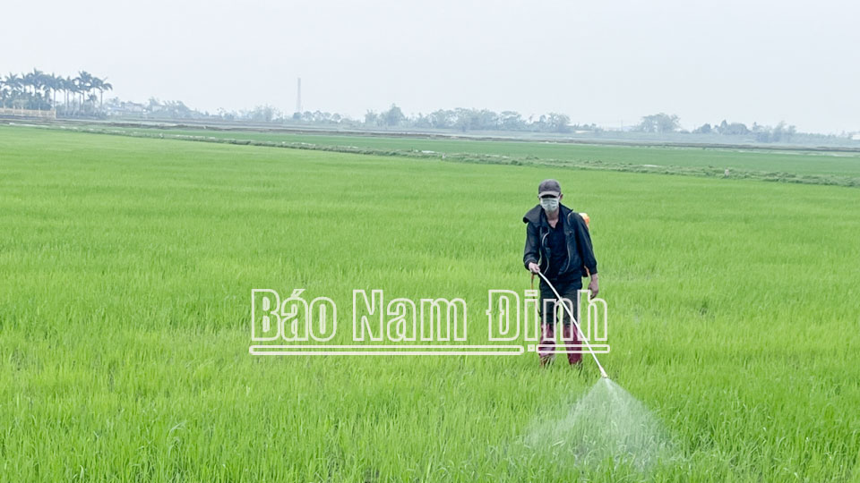 Chủ động phòng ngừa bùng phát bệnh lùn sọc đen hại lúa mùa