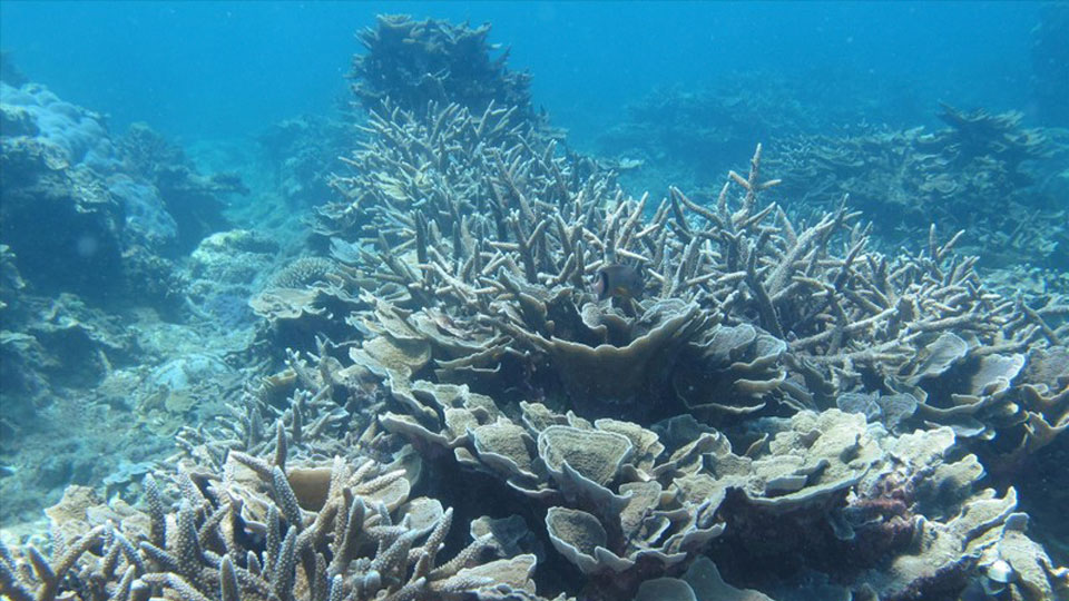 Lá chắn bảo vệ các đại dương