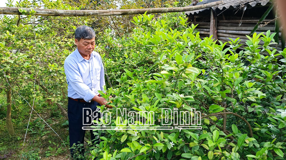 Người cao tuổi Hải Hậu thi đua làm kinh tế giỏi