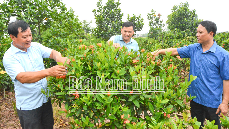 Nghề trồng hoa, cây cảnh ở Nghĩa Lạc