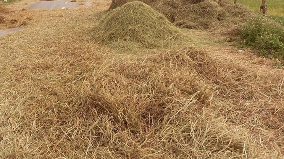 Tập huấn công nghệ và bàn giao máy xử lý rơm, rạ làm phân bón hữu cơ