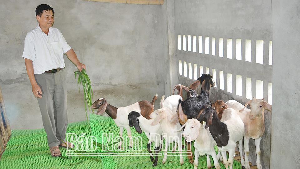 Một mô hình nuôi dê nhốt chuồng hiệu quả