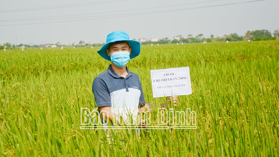 Chú trọng công tác dự báo sâu bệnh hại lúa, màu