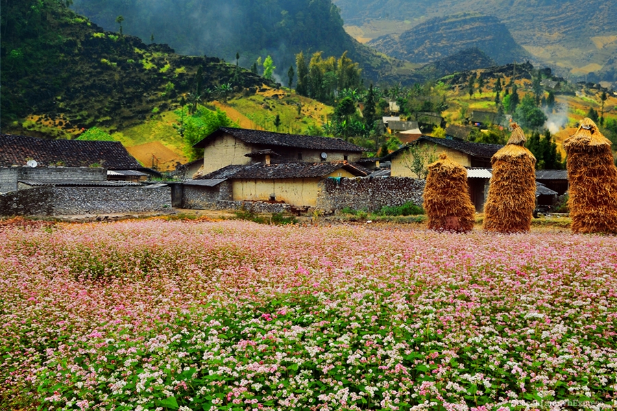 Mùa tam giác mạch