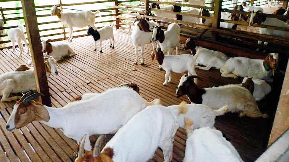 Kỹ thuật nuôi dê: Cách làm chuồng nuôi dê