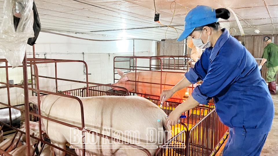 Người chăn nuôi thận trọng tái đàn vụ sản xuất cuối năm