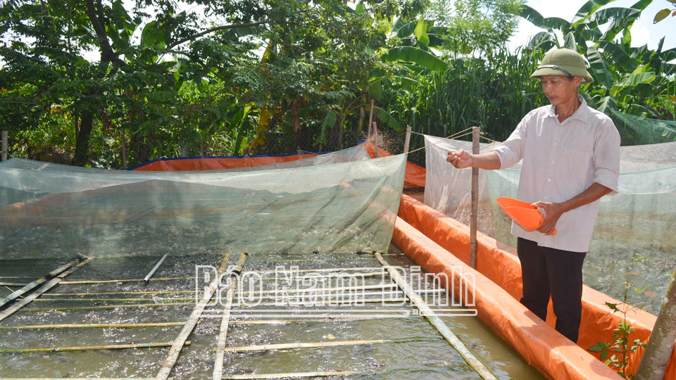 Trực Mỹ làm giàu từ chuyển đổi sản xuất vùng đất trũng