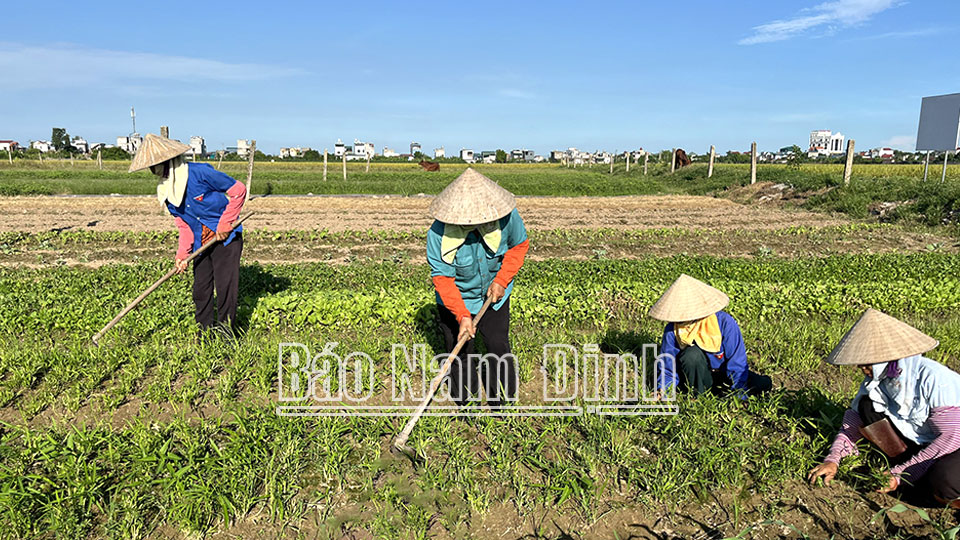 Sẵn sàng cho vụ đông"được mùa, được giá"