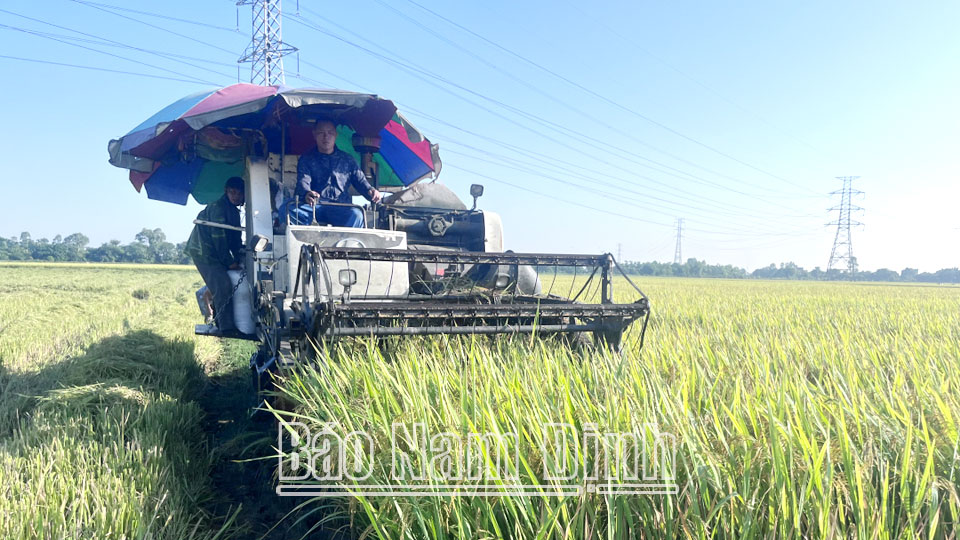 Toàn tỉnh đã thu hoạch được hơn 52 nghìn ha lúa mùa