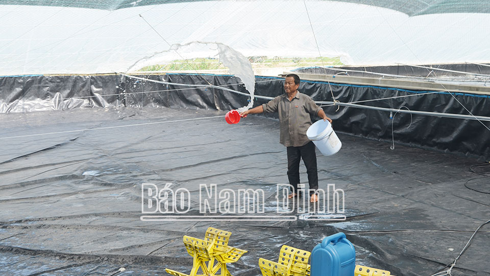 Hiệu quả từ mô hình nuôi tôm trong nhà bạt tại Giao Thiện