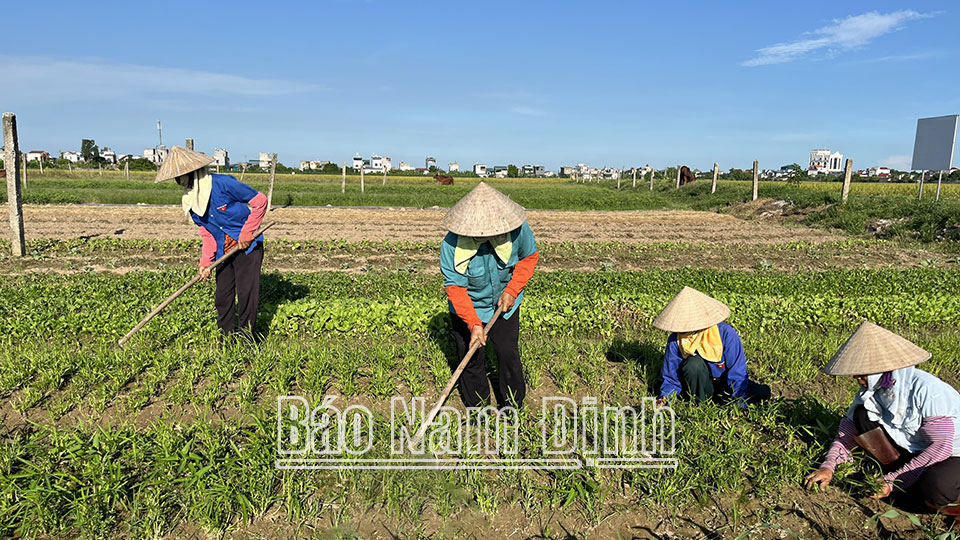 Yên Cường - Xã nông thôn mới kiểu mẫunổi trội về sản xuất đầu tiên