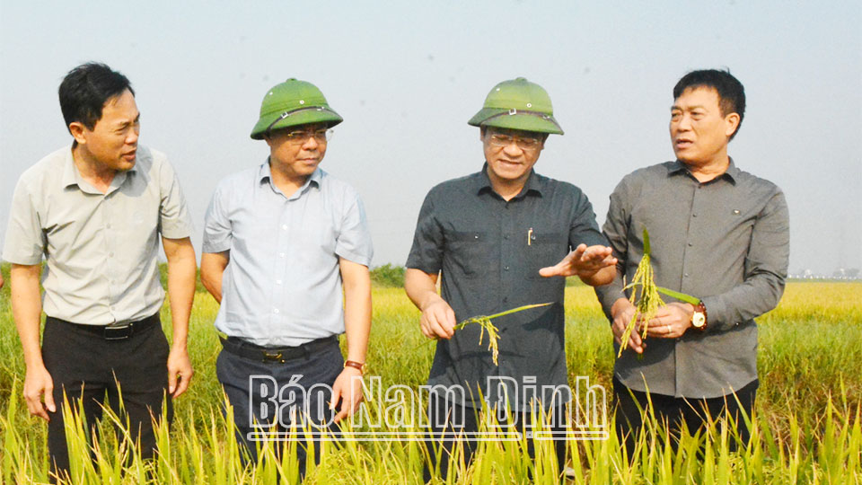 Đồng chí Phó Chủ tịch Thường trực UBND tỉnh kiểm tra sản xuất vụ mùa, vụ đông năm 2024