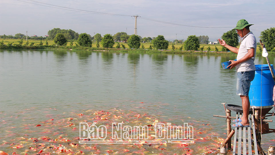 Hợp tác xã Sản xuất và thương mại Tân Khánhthành công với mô hình nuôi cá Koi