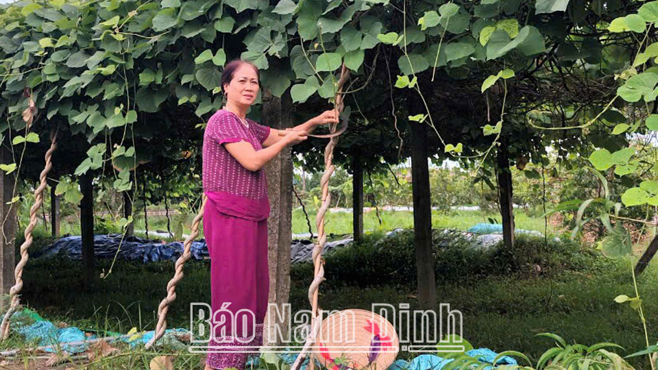 Tạo thêm nguồn thu nhập khátừ tinh bột sắn dây