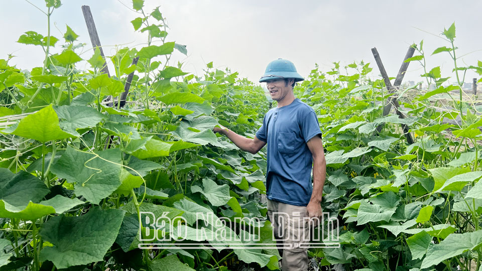 Ứng dụng tiến bộ kỹ thuậttăng hiệu quả sản xuất vụ đông ở Ý Yên