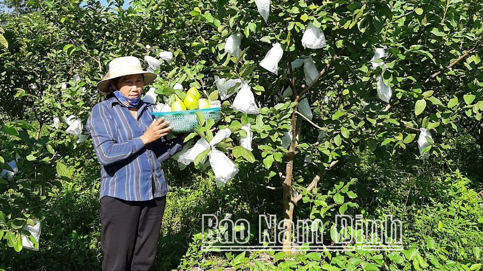 Làm giàu từ trang trại cây ăn quả