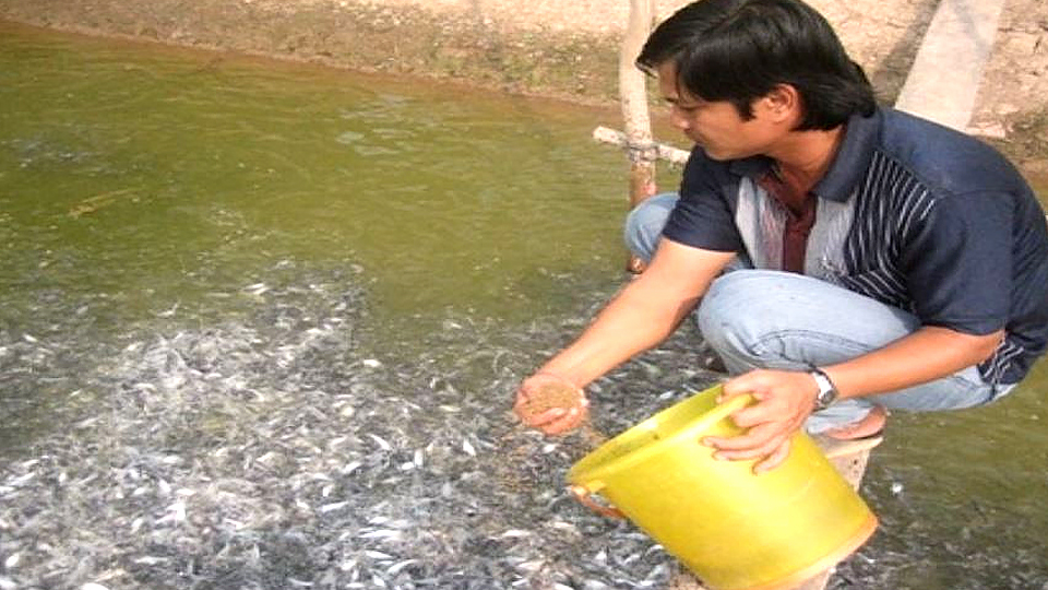 Kỹ thuật ương cá chép V1 trực tiếp từ cá bột lên cá giống