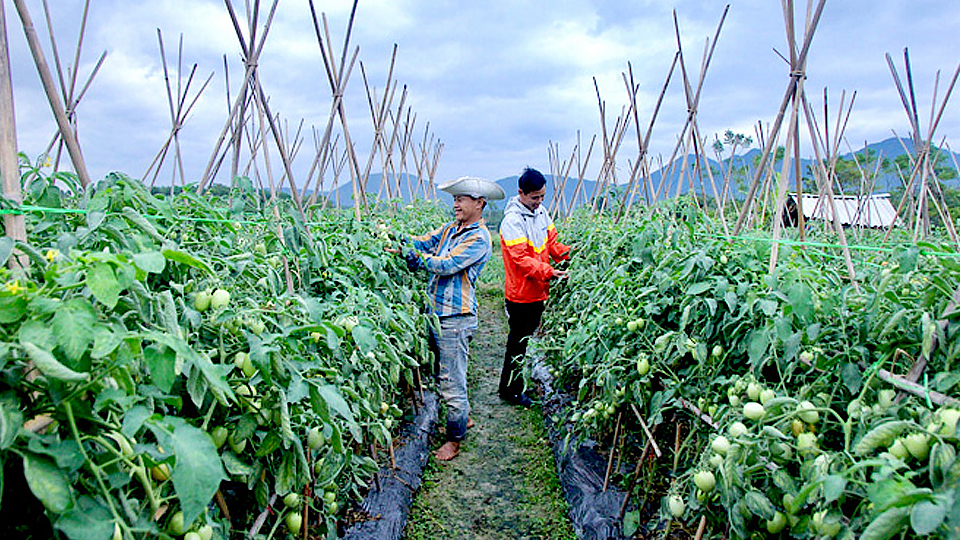Kỹ thuật chăm sóc cây vụ đông