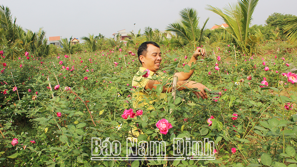 Hải Hậu nhân rộng điển hình nông dân làm kinh tế giỏi