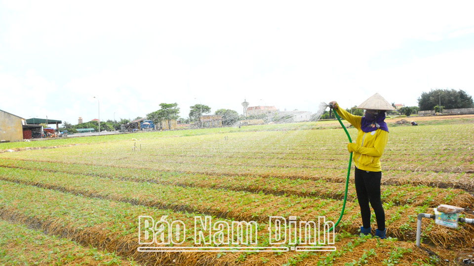 Nỗ lực cho vụ đông thắng lợi!