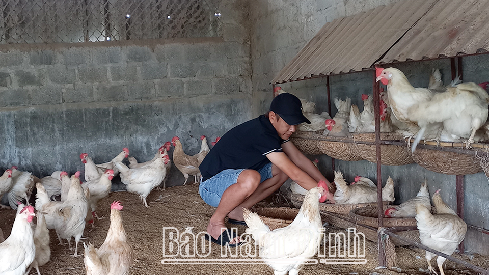 Nông dân Ý Yên phát triển mô hình gia trại, trang trại