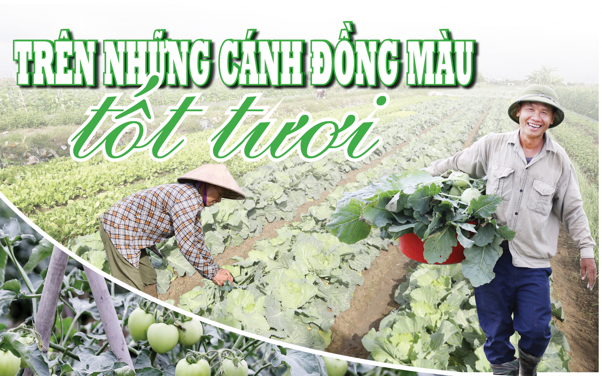 Trên những cánh đồng màu tốt tươi