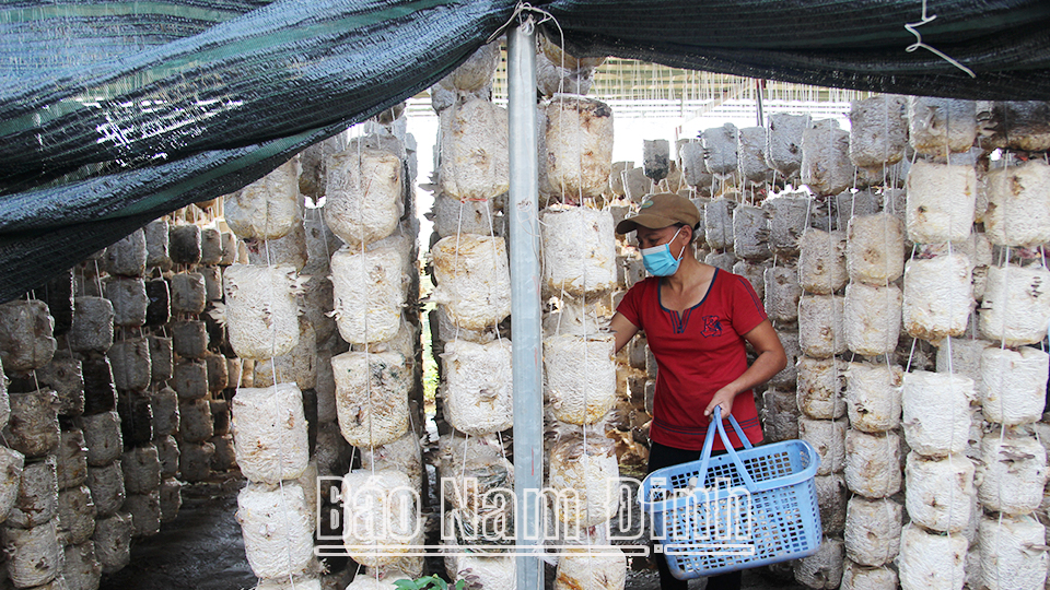 Nông dân xã Hải Quang thi đua sản xuất, kinh doanh giỏi