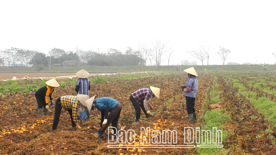 Đồng bào Công giáo Trực Ninh tham gia xây dựng nông thôn mới nâng cao