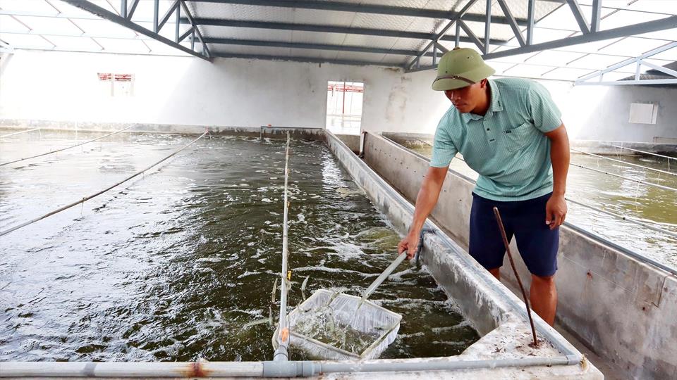 Một huyện ở Nam Định có nhiều nông dân triệu USD nhờ nuôi tôm công nghệ cao