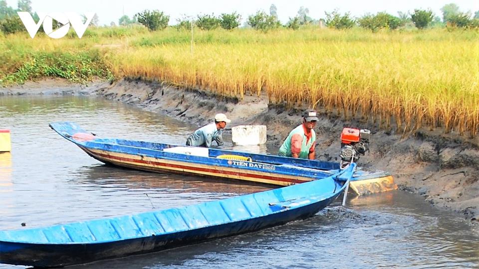 Cà Mau: Nông dân trồng lúa, nuôi tôm có trách nhiệm