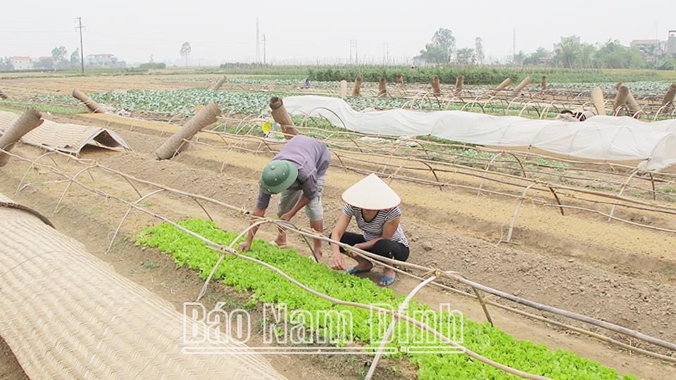 Nông thôn mới kiểu mẫu - Đa dạng mô hình