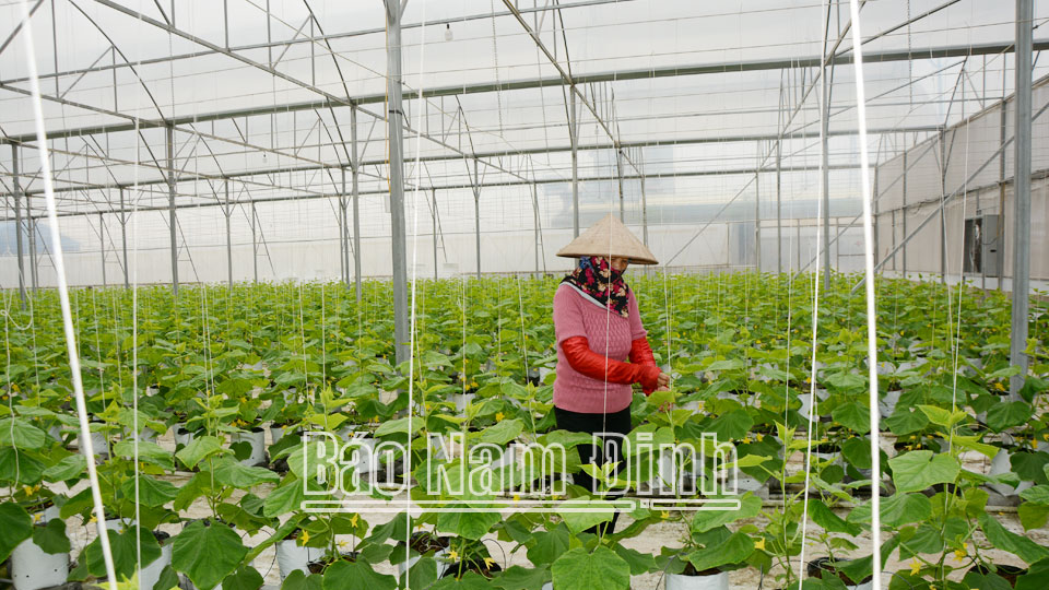 Khuyến nông Vụ Bảngóp phần phát triển sản xuất nông nghiệp hàng hoá