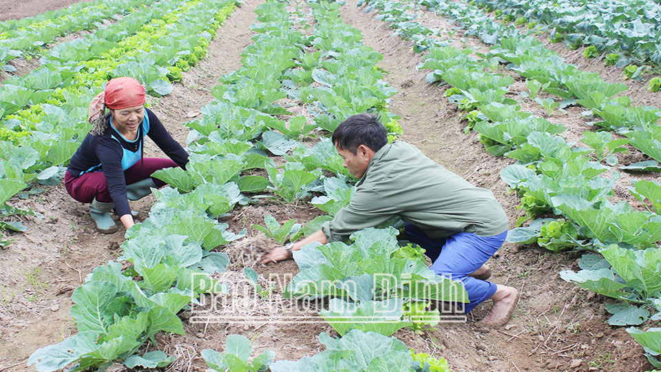 Gia tăng giá trịcho sản xuất vụ đông