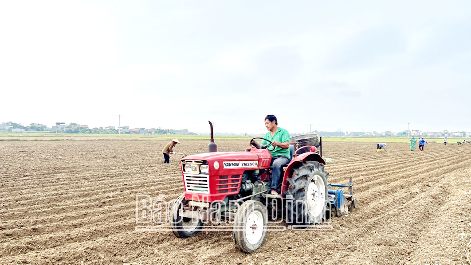 Vụ đông làm giàuở Yên Đồng