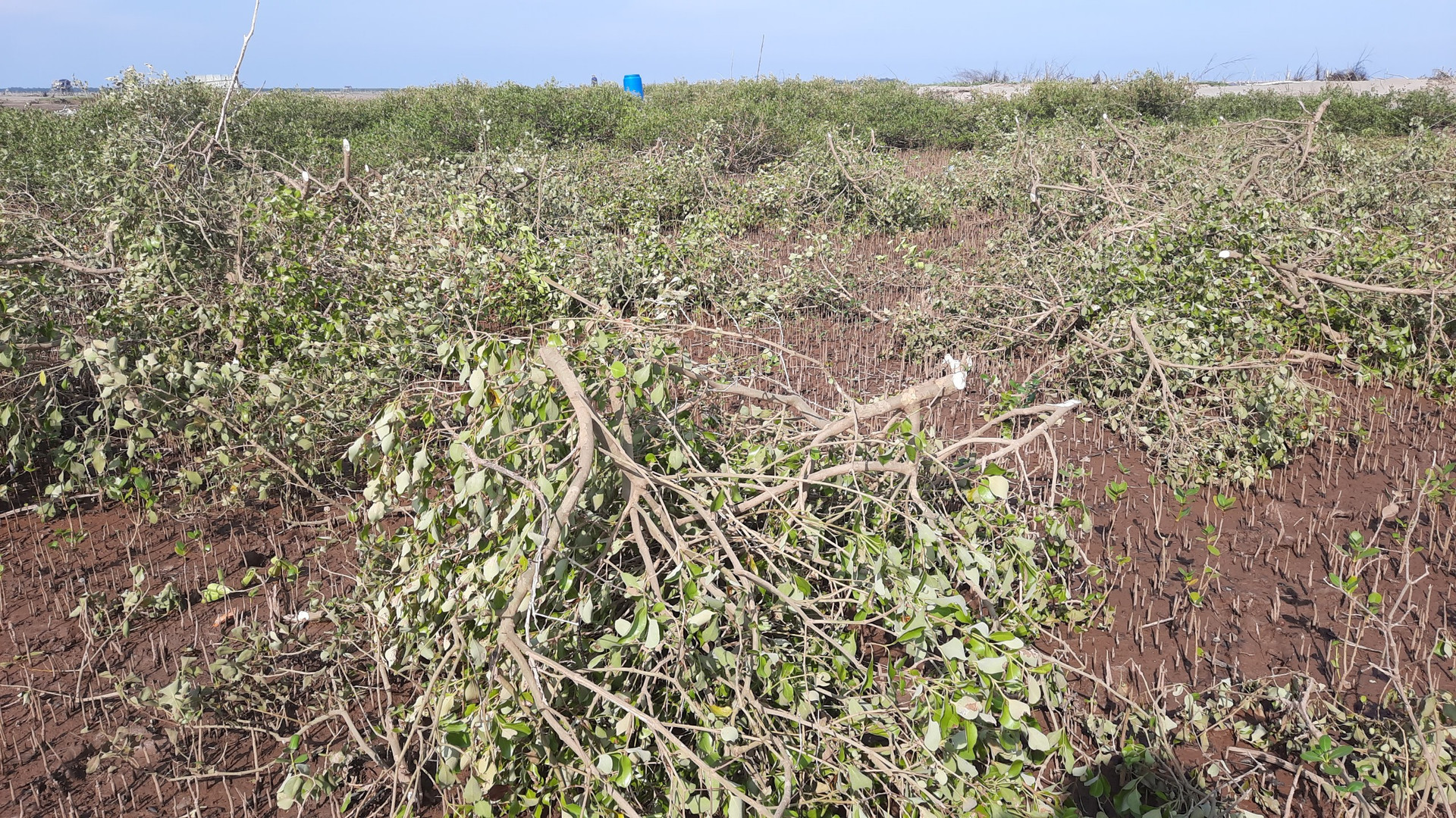 Xử phạt một cá nhân 325 triệu đồng do chặt phá cây gây thiệt hại Vườn quốc gia Xuân Thuỷ