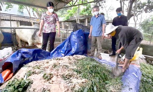 Chế biến rơm, cỏ làm thức ăn dự trữ cho trâu bò