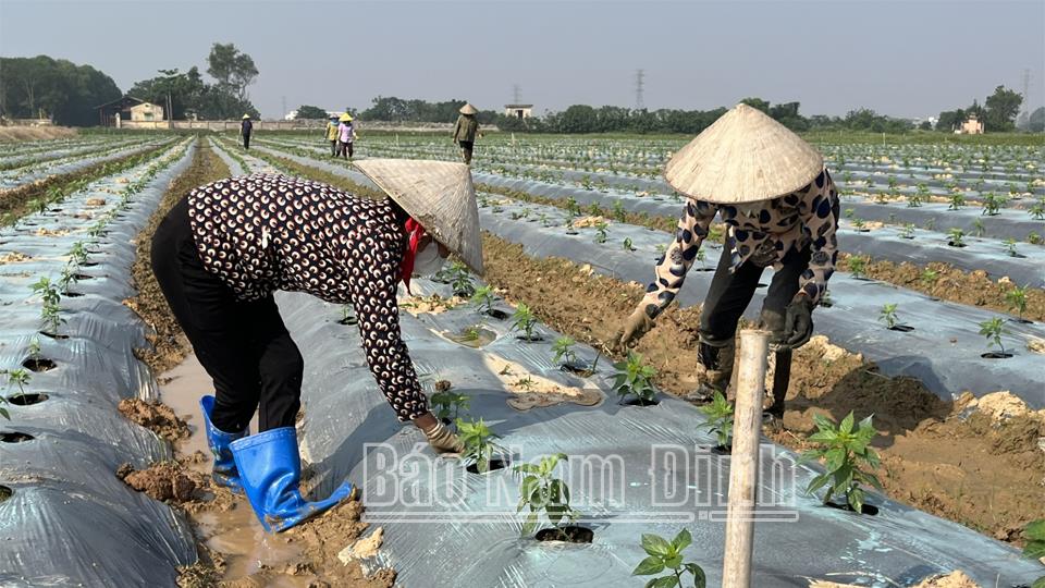 Toàn tỉnh gieo trồng được 9,4 nghìn ha cây rau màu vụ đông