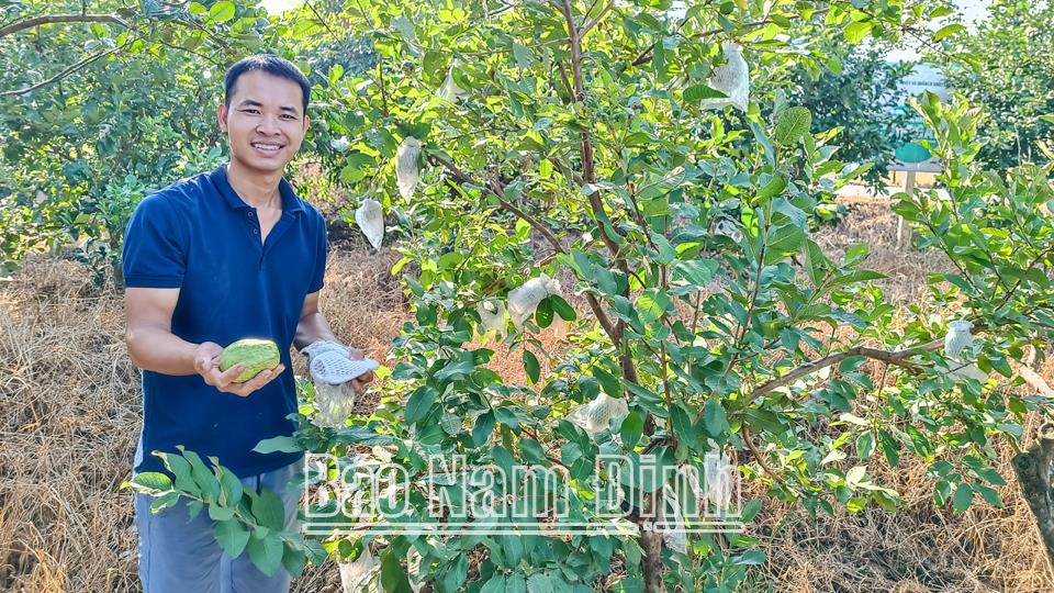 Hiệu quả kinh tế từ trồng ổi