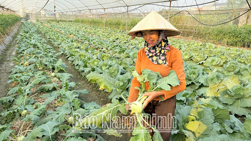 Niềm vui trên những cánh đồng vụ đông