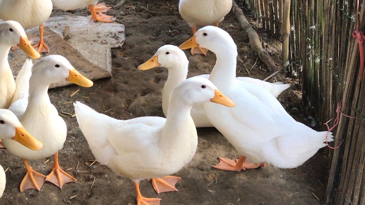 Bệnh phó thương hàn trên vịt và những điều cần biết