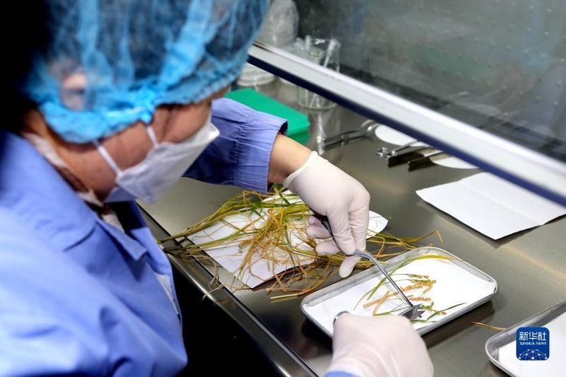 Trung Quốc nhân giống thành công lúa trên vũ trụ