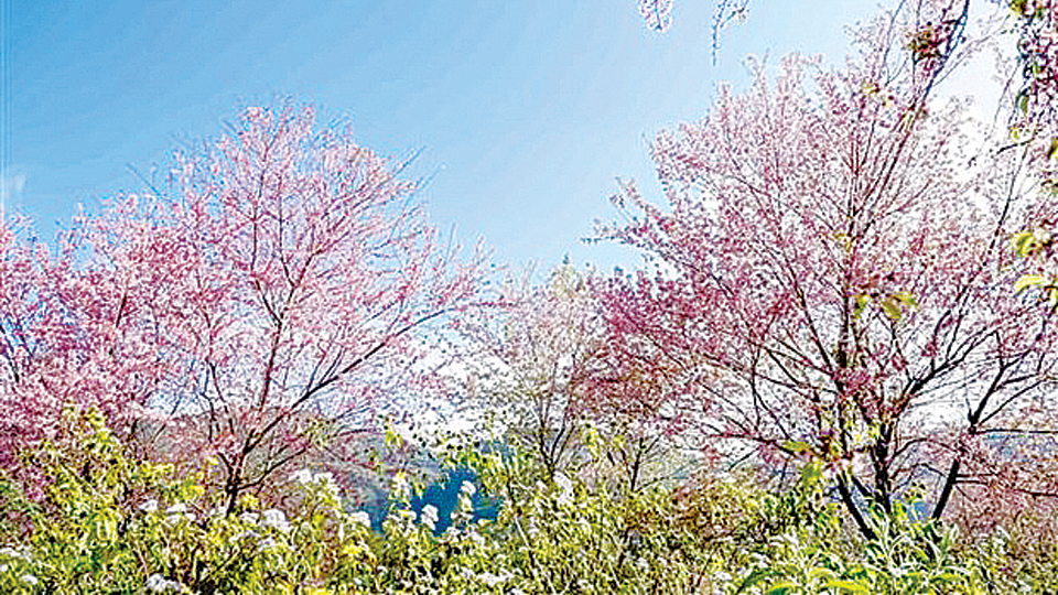 Lần đầu tiên tổ chức Lễ hội hoa Tớ Dày ở vùng cao Mù Cang Chải